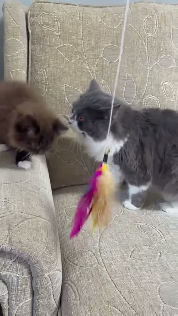 British Longhair cats for sale: Fluffy Chocolate Brown boy Kitten Lookingfor aHome - Video 3