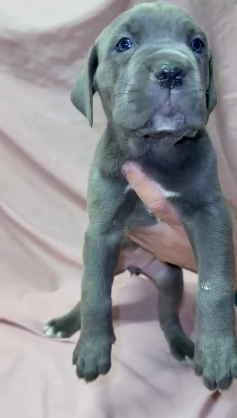 Cane Corso dogs for sale: Stunning Cane Corso Puppies for sale - Video 4