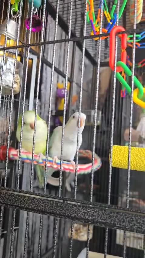 Parrots birds for sale: Proven breeding pair of quacker parrots - Video 1