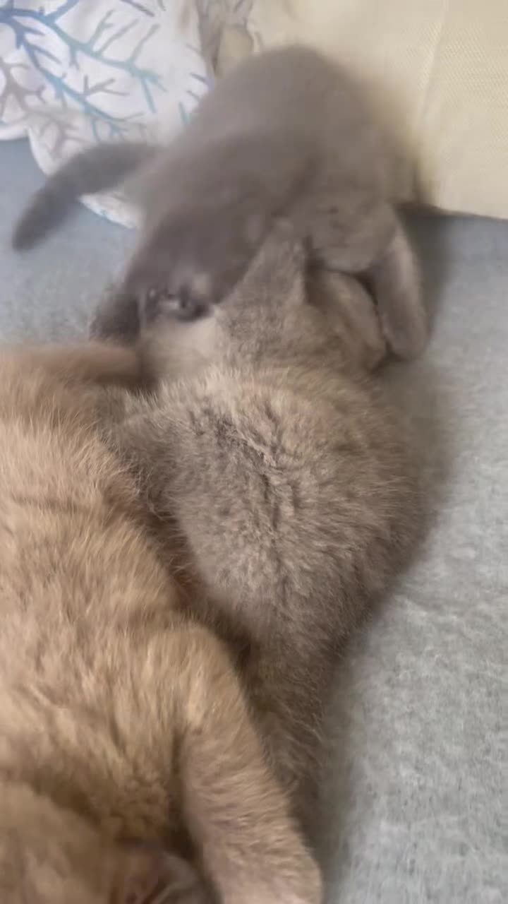 Russian Blue cats for sale: Beautiful Russian Blue/British Shorthair Kittens  in Wimborne - Video 1