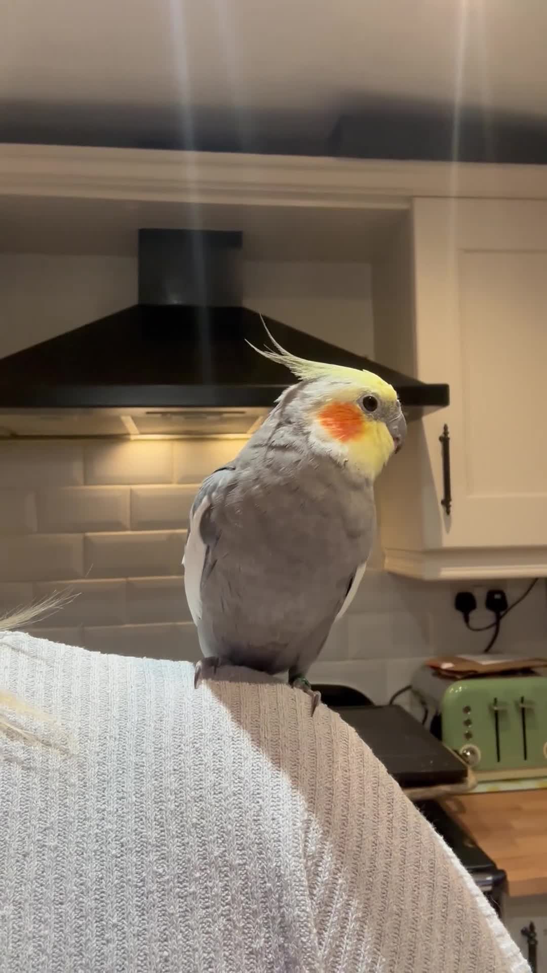 Cockatiels birds for sale: Extremely friendly Cockatiel  in Leeds - Video 3