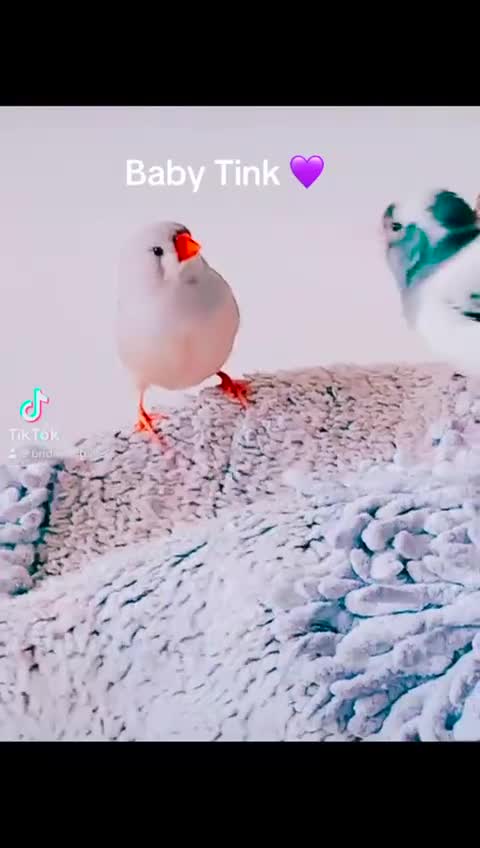 Canaries birds for sale: Budgies canaries zebra finches  - Video 2