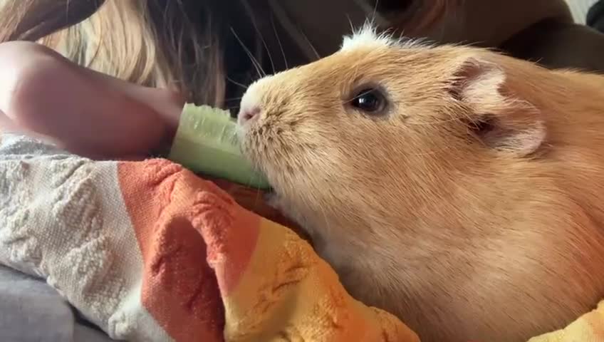 Guinea Pig rodents for sale: 2 male guinea pigs with cage - Video 1