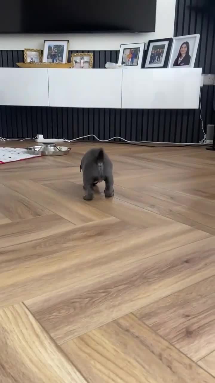 Staffordshire Bull Terrier dogs for sale: KC registered female Staffordshire bull terriors in Wirral - Video 1