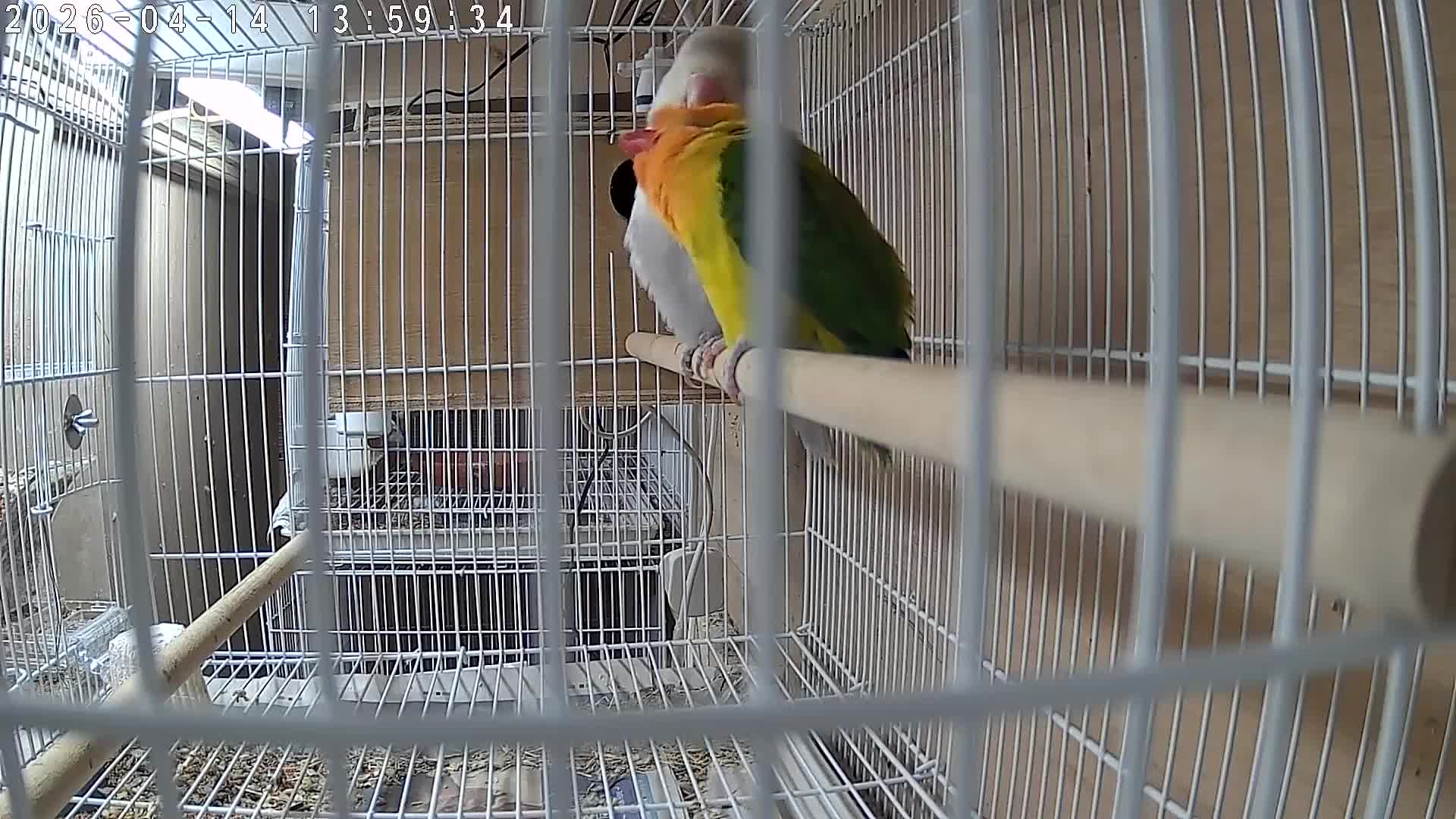 Lovebirds birds for sale: Lovebirds pair - Video 1