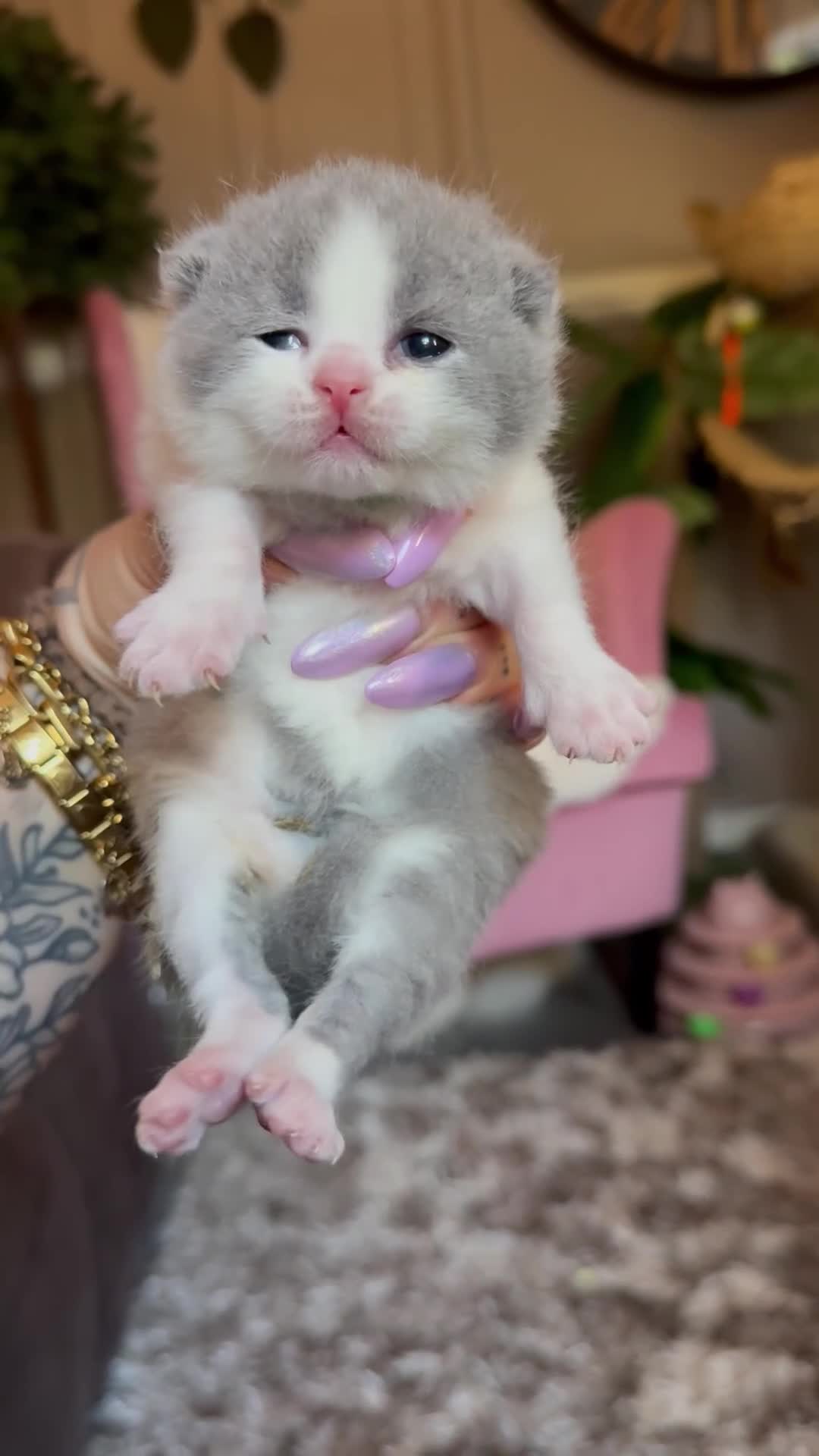 British Shorthair cats for sale: Champion line British Shorthair kittens 🏆🥇😻🐾 - Video 4