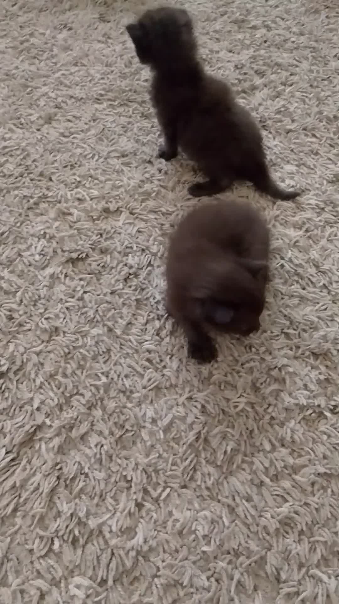 Mixed Breed cats for sale: 3 gorgeous boys available  - Video 1