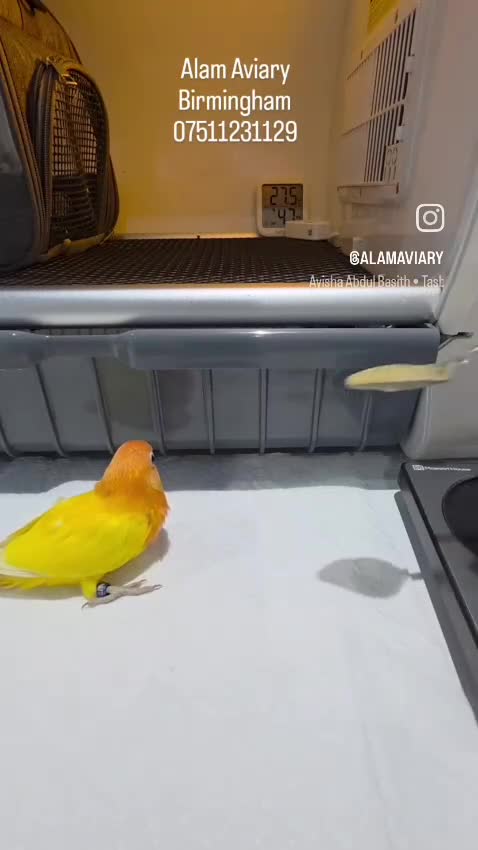 Lovebirds birds for sale: Hand Tame Lovebird various Mutations - Video 5