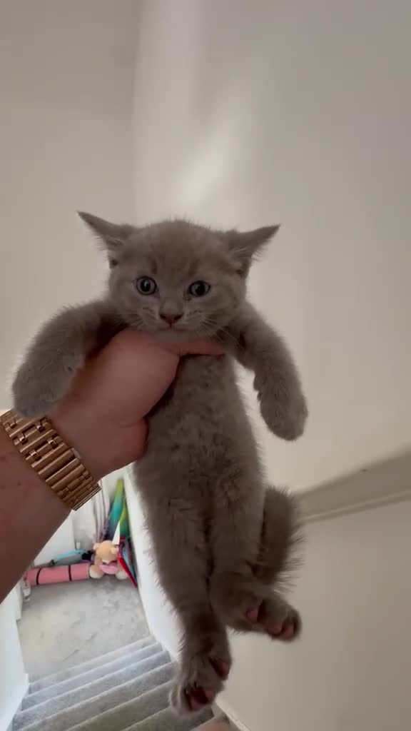 Ragdoll cats for sale: Ragdoll x British Shorthair blue kittens  - Video 2