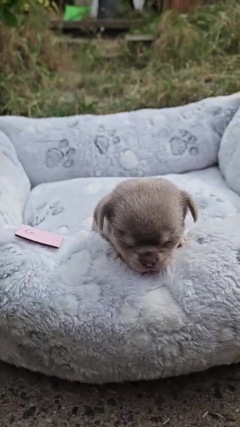 Chihuahua dogs for sale: Tiny KC Reg Lilac chi pups parents DNA Clear  - Video 1