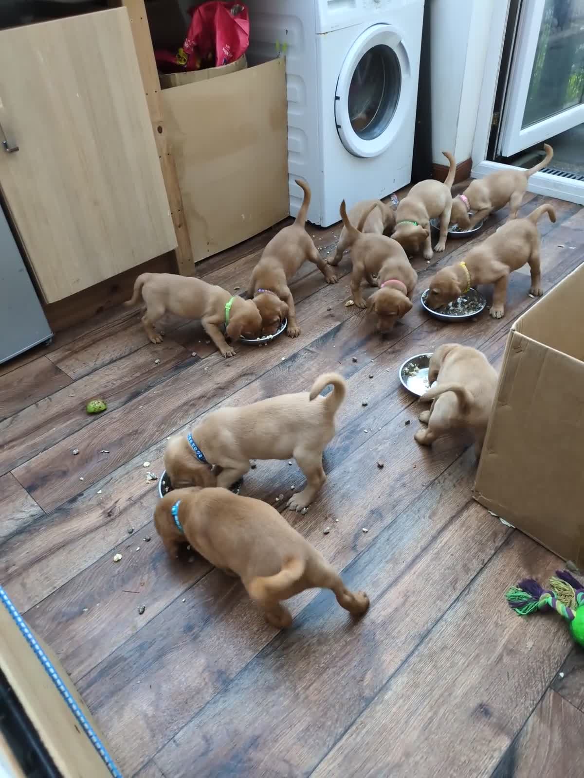 Labrador Retriever dogs for sale: Red and golden labs  - Video 2