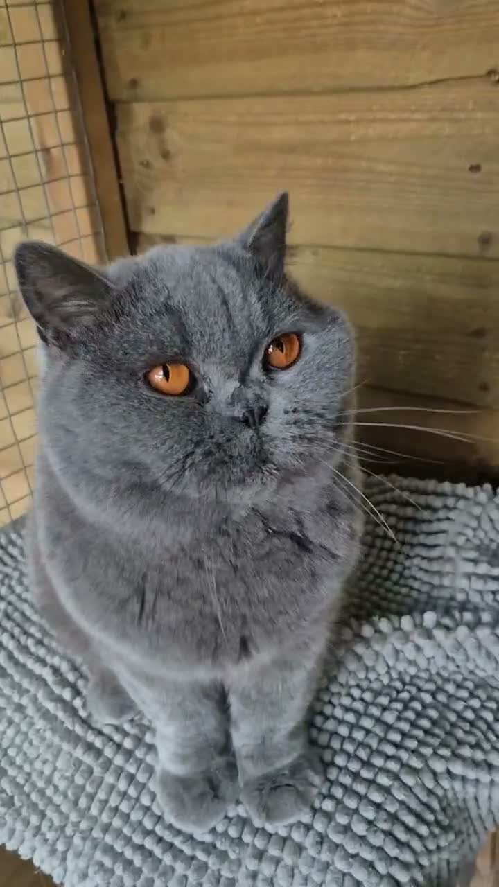 British Shorthair cats for sale: 💙Beautiful GCCF British Blue Adult Female  - Video 2