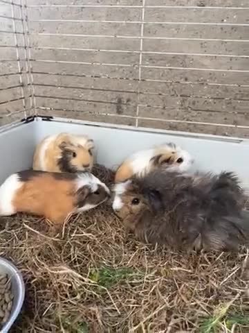 Guinea Pig rodents for sale: Baby guinea pigs for sale  - Video 1