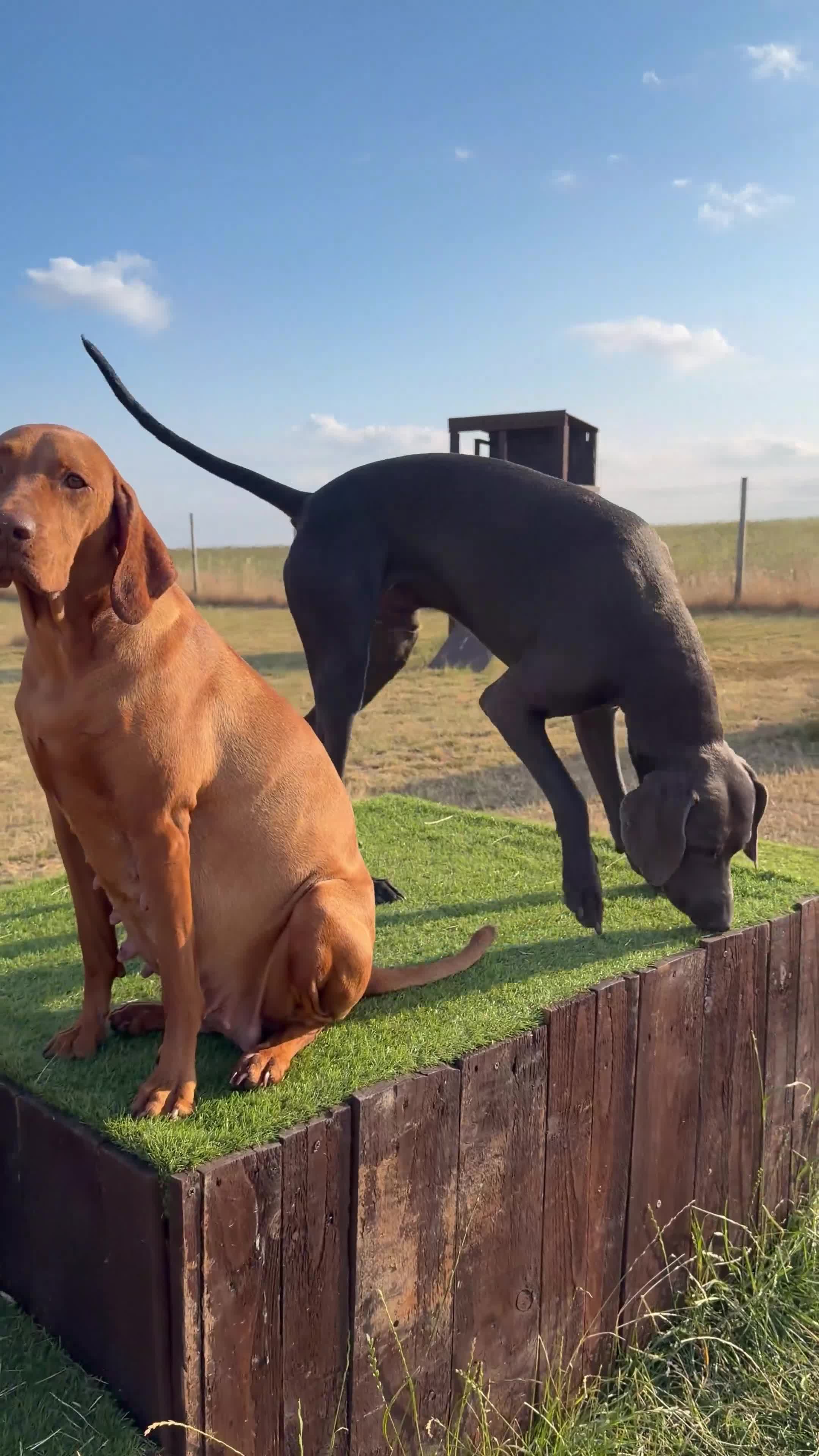 Mixed Breed dogs for sale: Beautiful Vizmaraner puppies  - Video 1