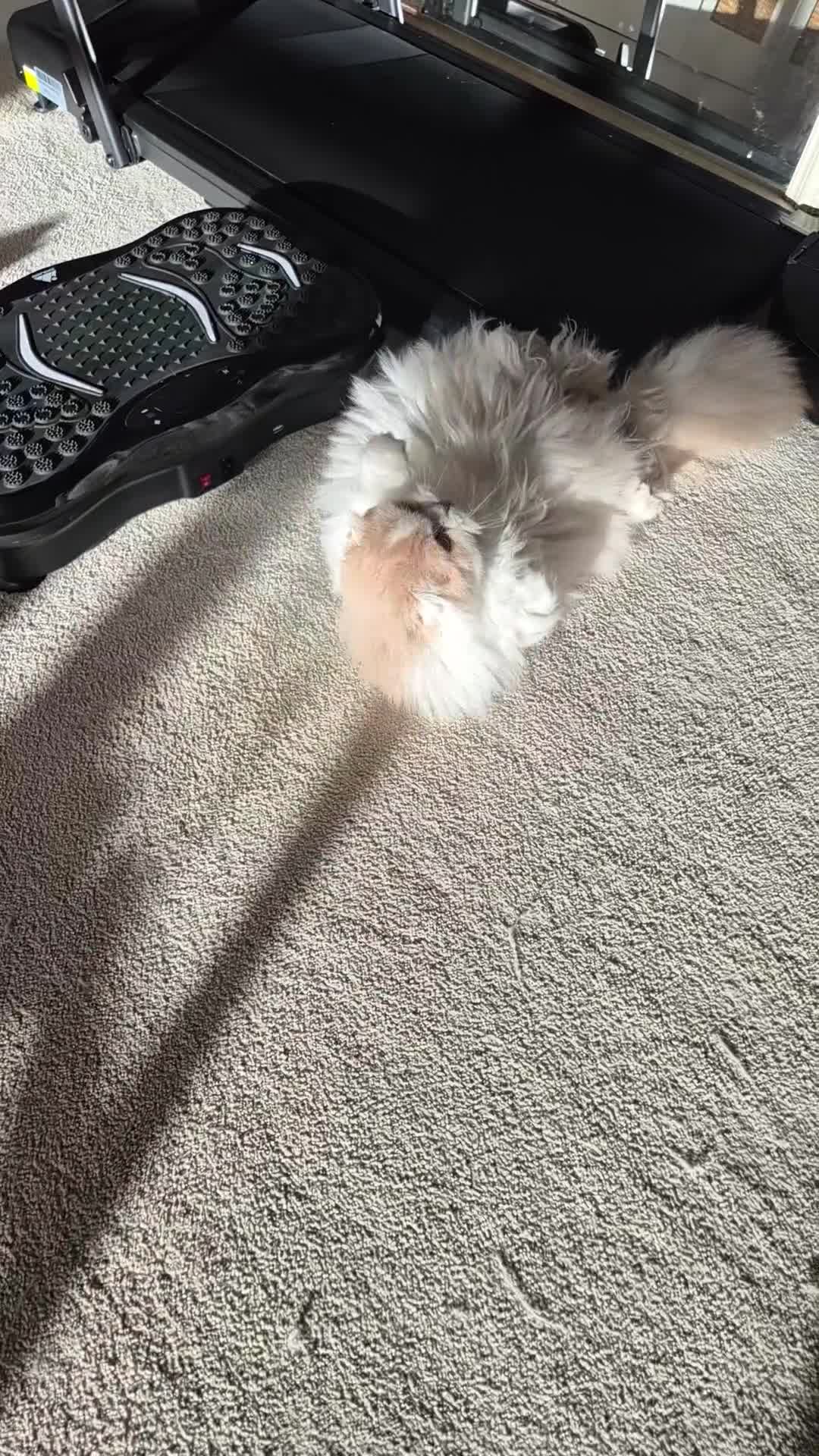 Scottish Fold cats for sale: Gorgeous Scottish-Fold  - Video 1