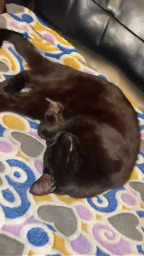 Domestic Shorthair cats for sale: Black DHS cat ready for a rehome  in Stoke-on-Trent - Video 1