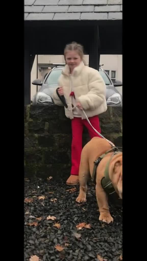 English Bulldog dogs for stud: Fluffy carrier British bulldog stud  - Video 4