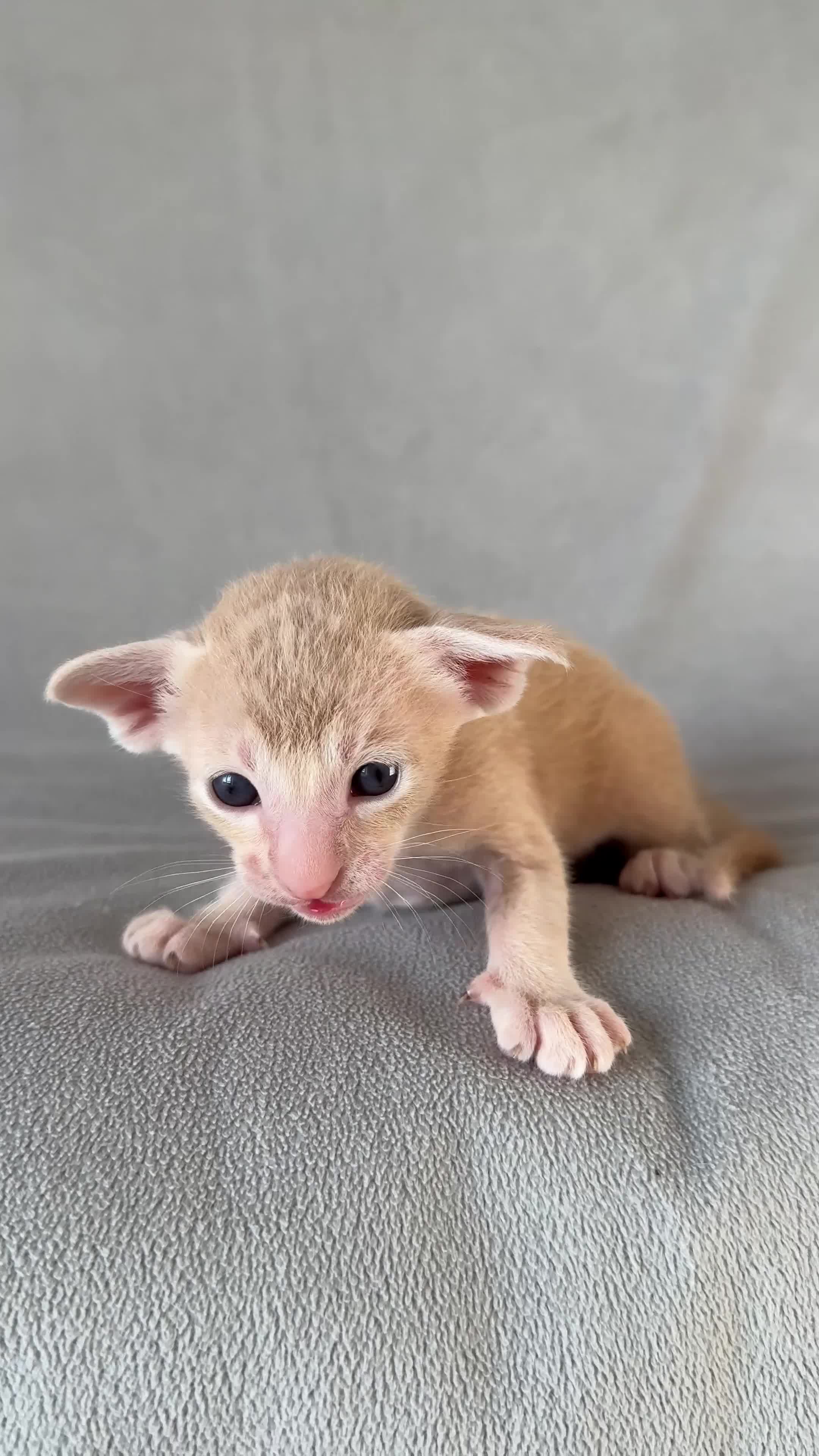 Peterbald cats for sale: Pedigree registered TICA kittens - Video 3