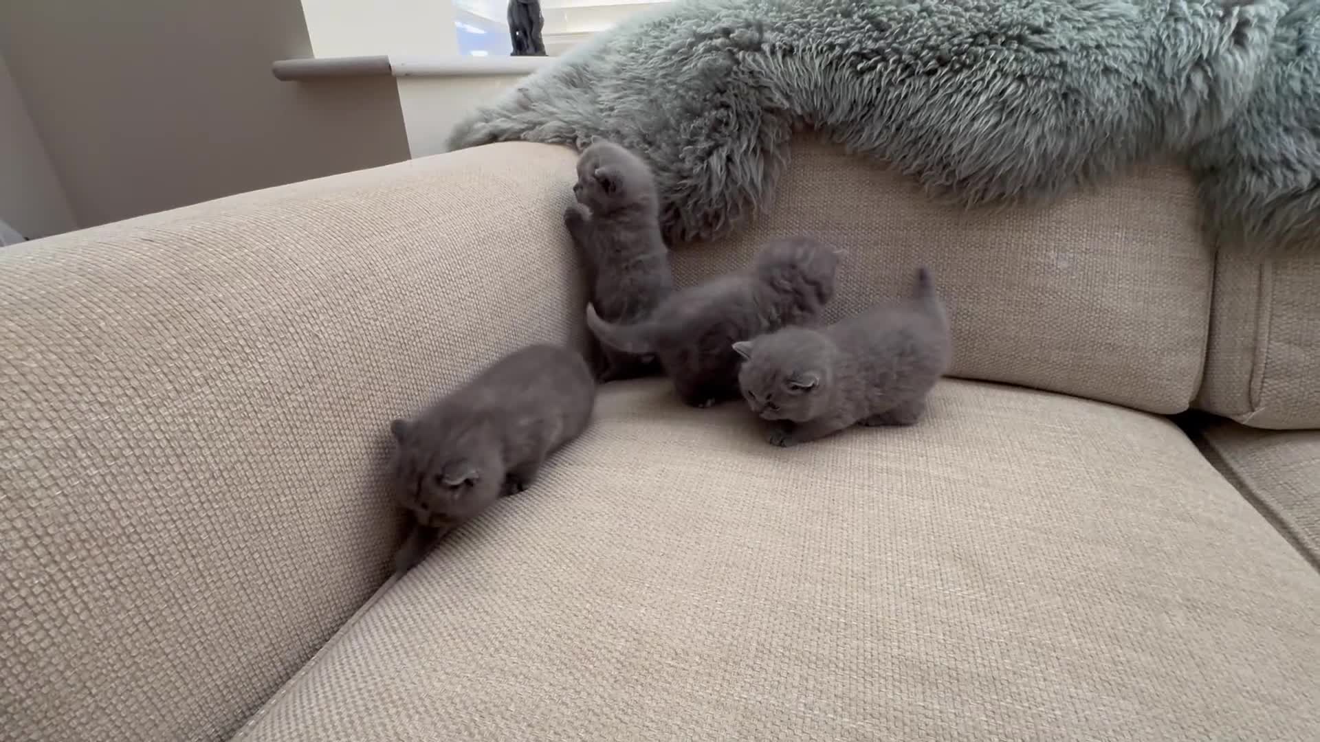 British Shorthair cats for sale: *READY NOW* Beautiful BSH Blue Boy – GCCF Reg - Video 1