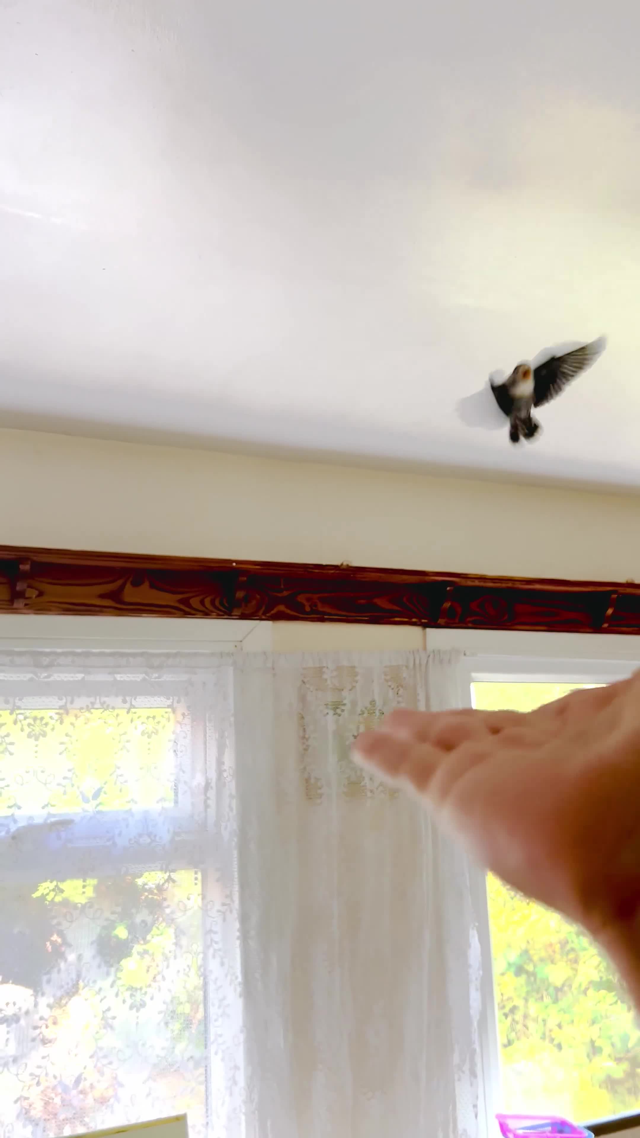 Lovebirds birds for sale: Tame Lovebird Babies – Rare Colours - Video 5