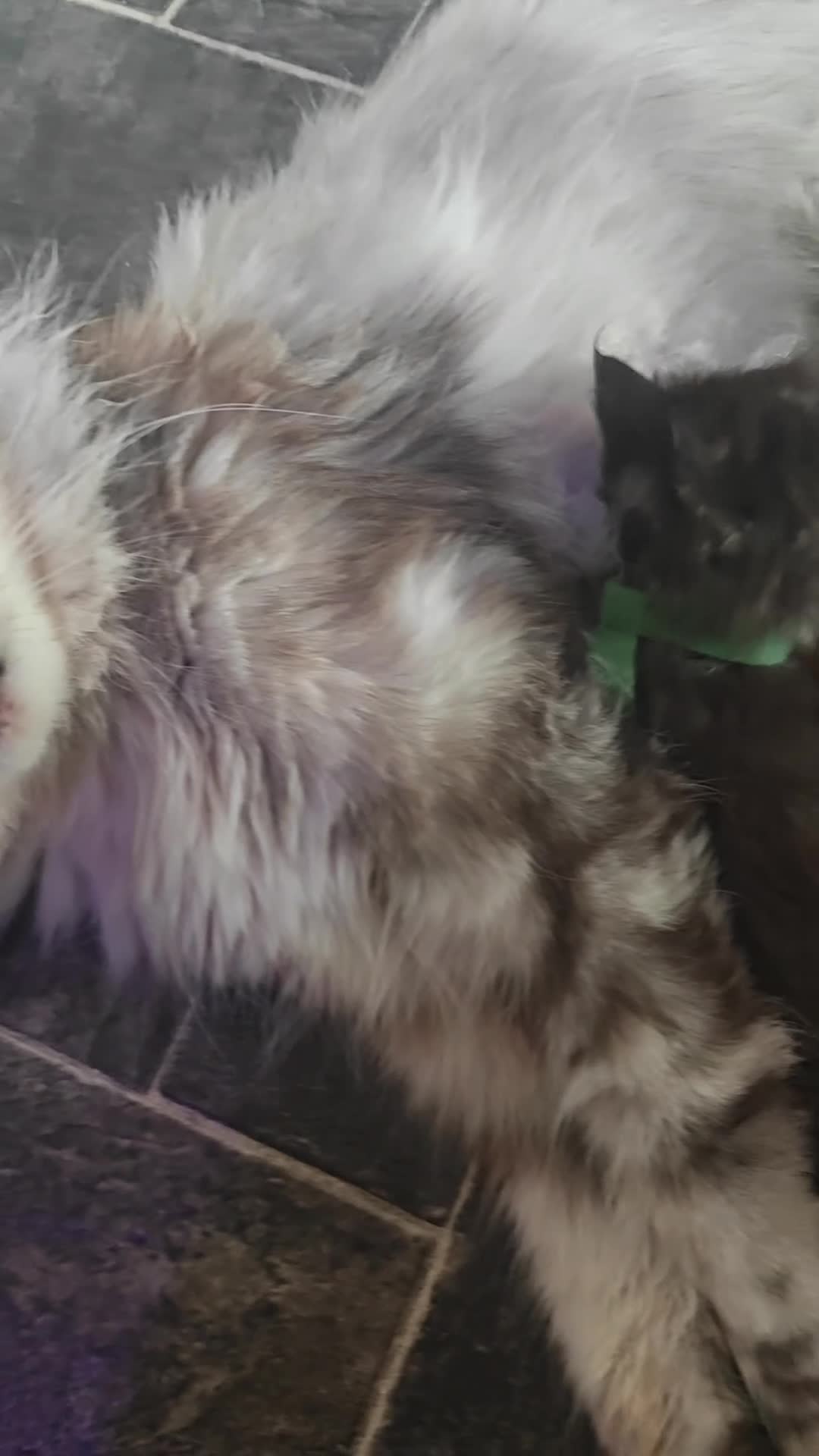 Maine Coon cats for sale: Main coon/ ragdoll - Video 1