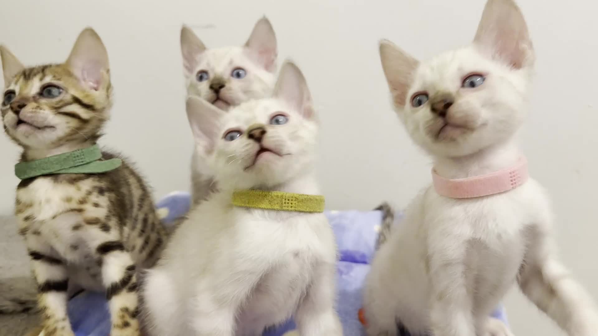 Bengal cats for sale: Pedigree Snow Bengal Kittens with TICA - Video 1