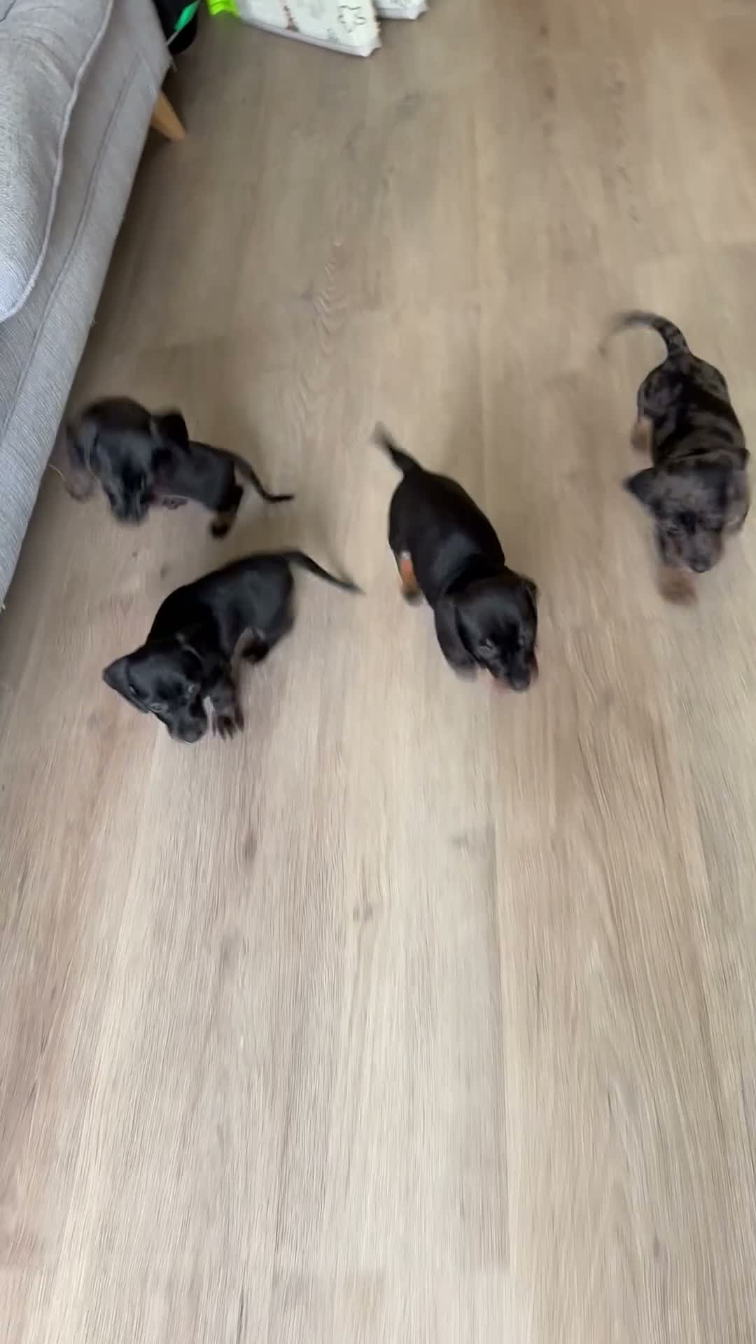 Miniature Dachshund dogs for sale: READY TO GO Stunning true mini KC Dachshund - Video 2