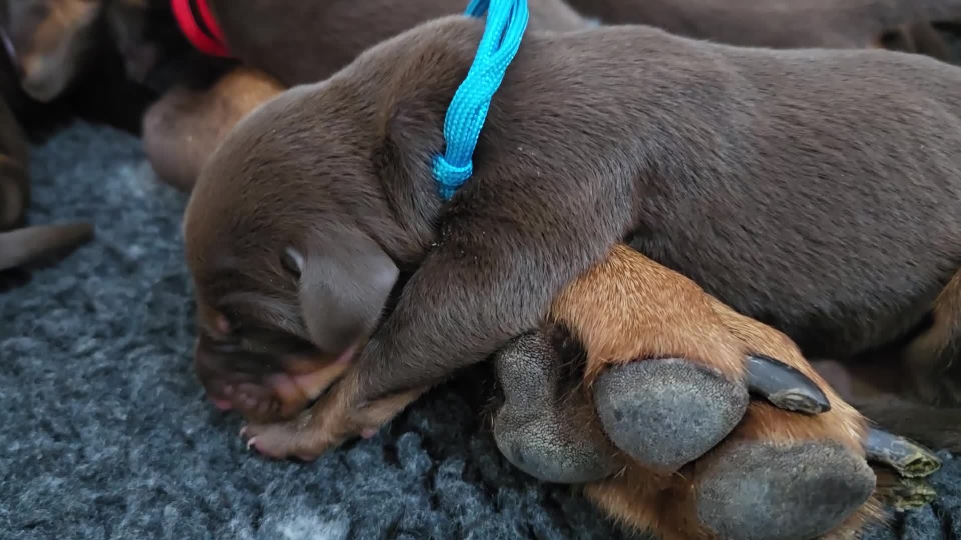 Dobermann dogs for sale: *HEALTH TESTED,HOME REARED,STUNNING DOBERMAN PUPS - Video 3