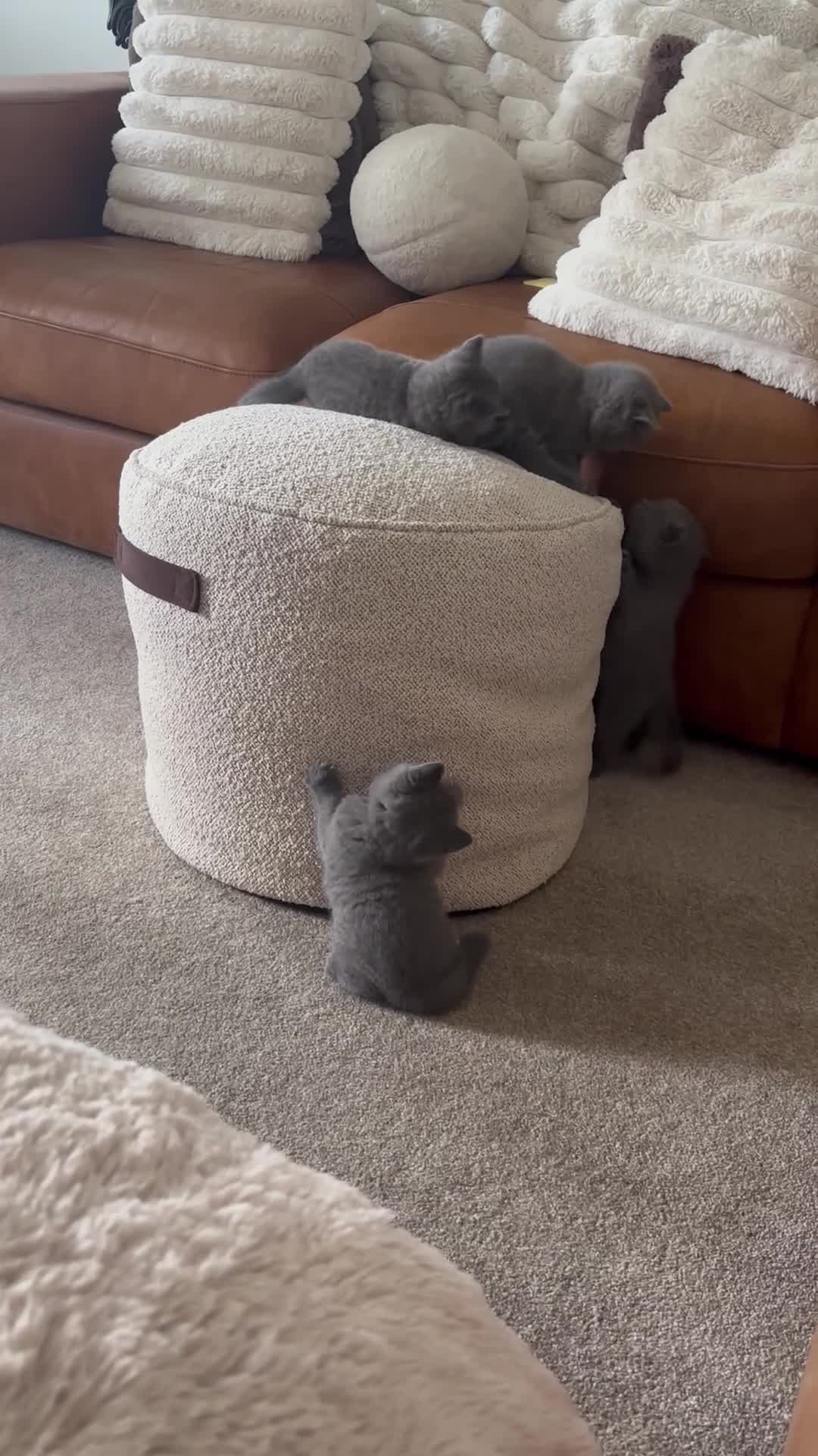 British Shorthair cats for sale: Beautiful confident fluffy British shorthair  - Video 1