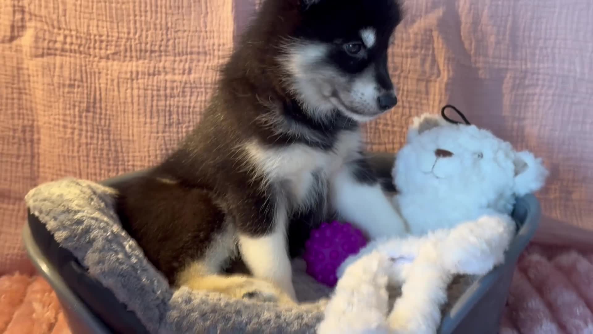 Mixed Breed dogs for sale: Crufts Line Husky x Malamute - Health tested 🐾 - Video 4