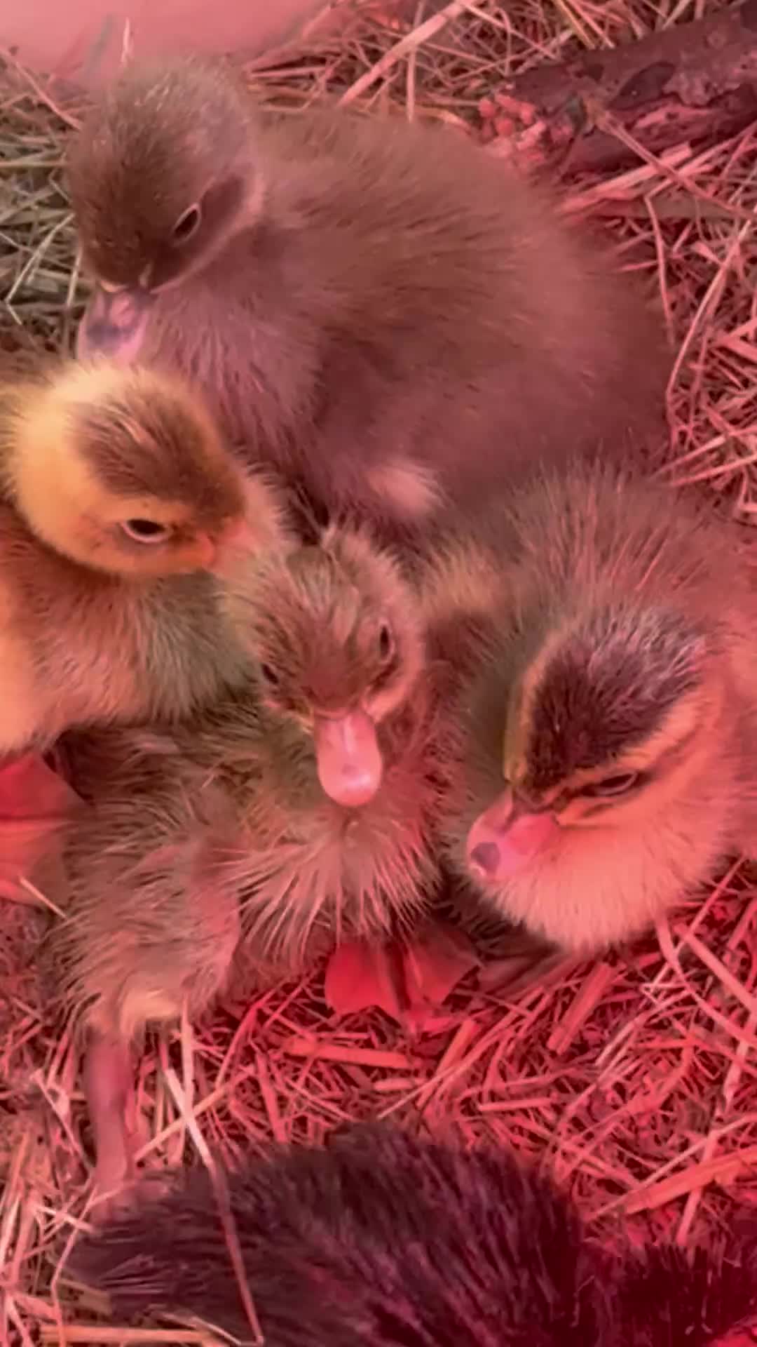 Ducks poultry for sale: Purebred Indian runner ducklings  in Melton Mowbray - Video 1