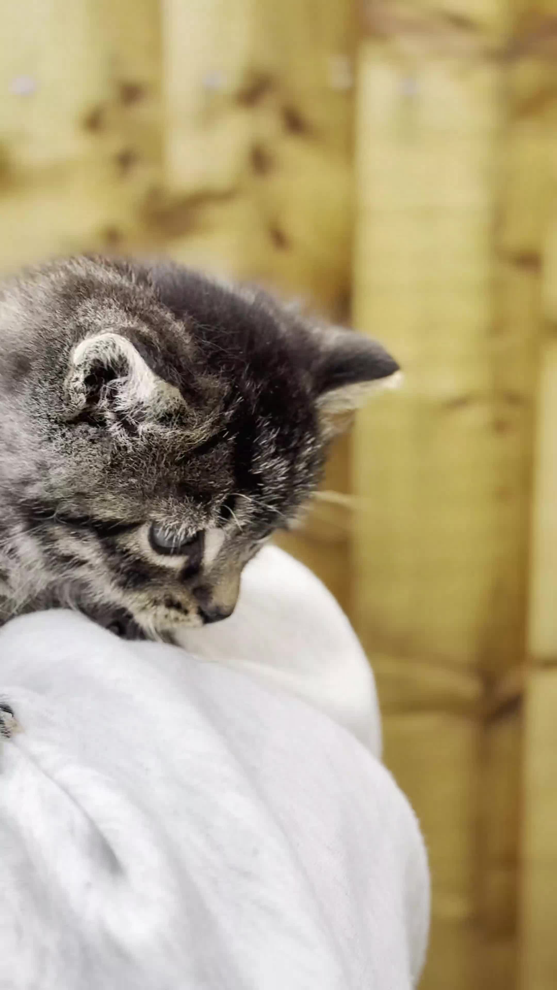 Scottish Fold cats for sale: Adorable Scottish Fold Cross Kittens - Video 4