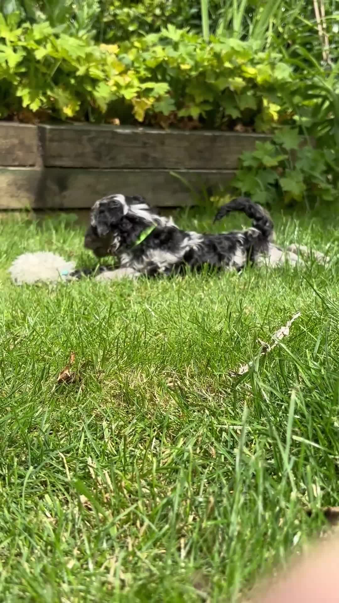 Bordoodle dogs for sale: Miniature Bordoodle Puppies - Video 1