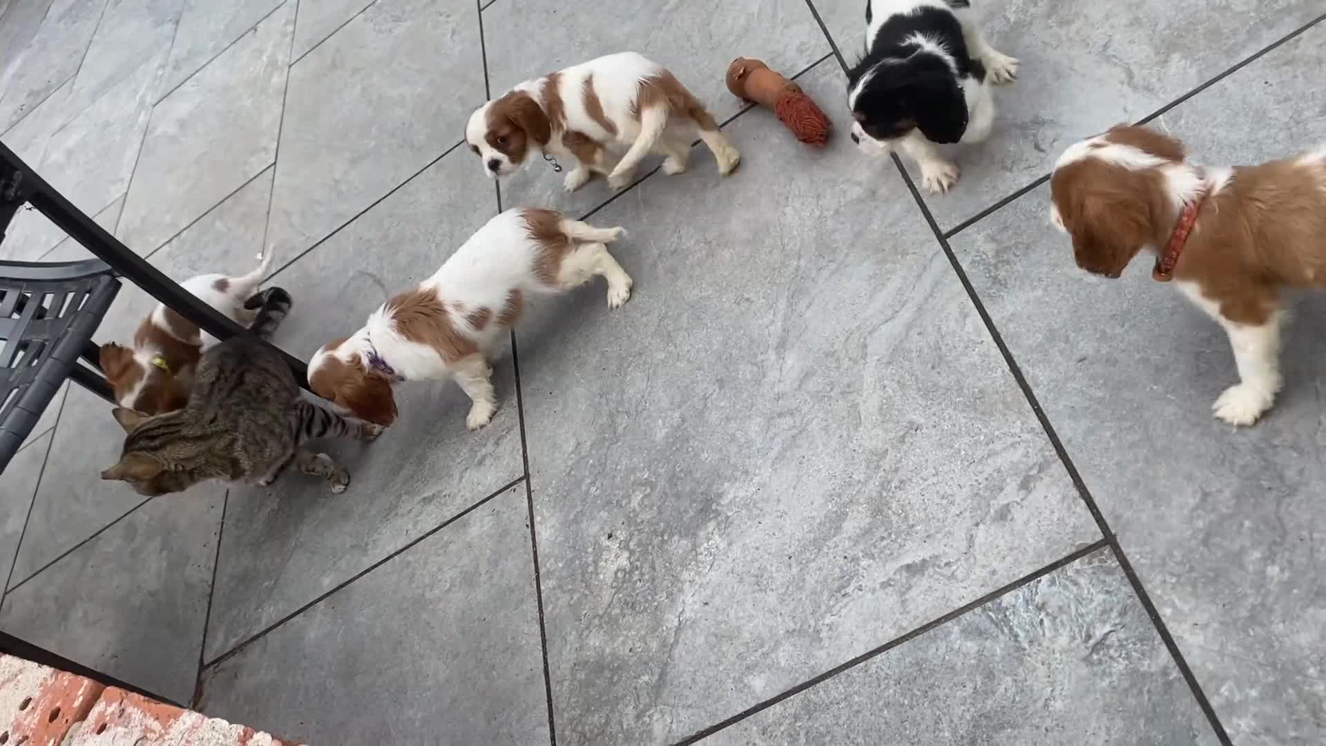 Cavalier King Charles Spaniel dogs for sale: Cavalier King Charles puppies - Video 1