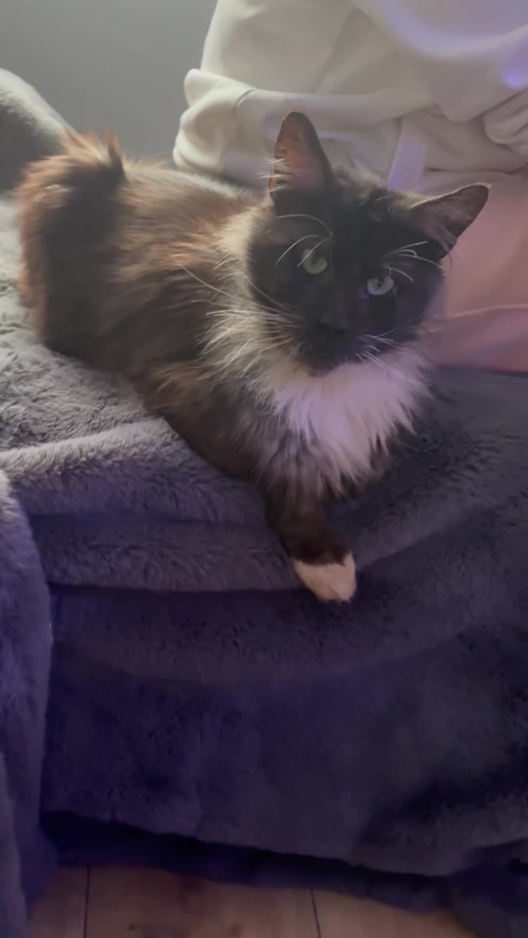 Maine Coon cats for sale: Handsome Maine Coon Male - Video 1