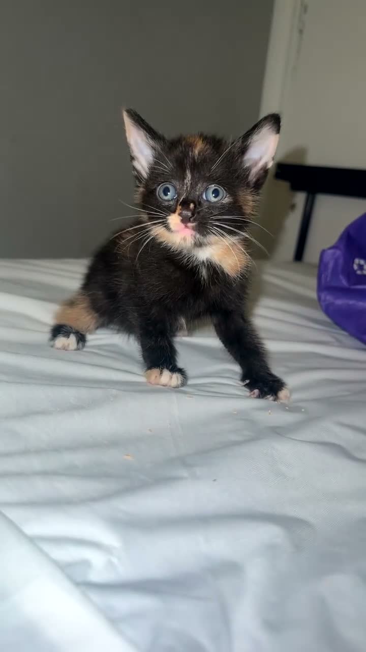 Mixed Breed cats for sale: Mixed kittens  - Video 4