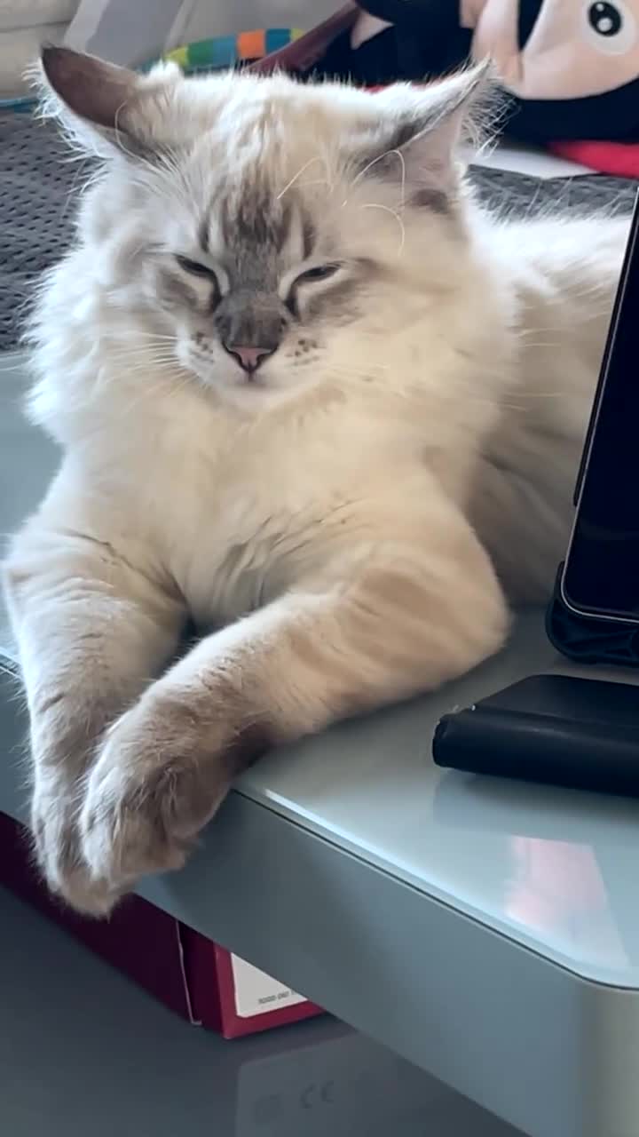Ragdoll cats for sale: Stunning, Clever & Vocal Male Ragdoll Lynx Kitten - Video 1