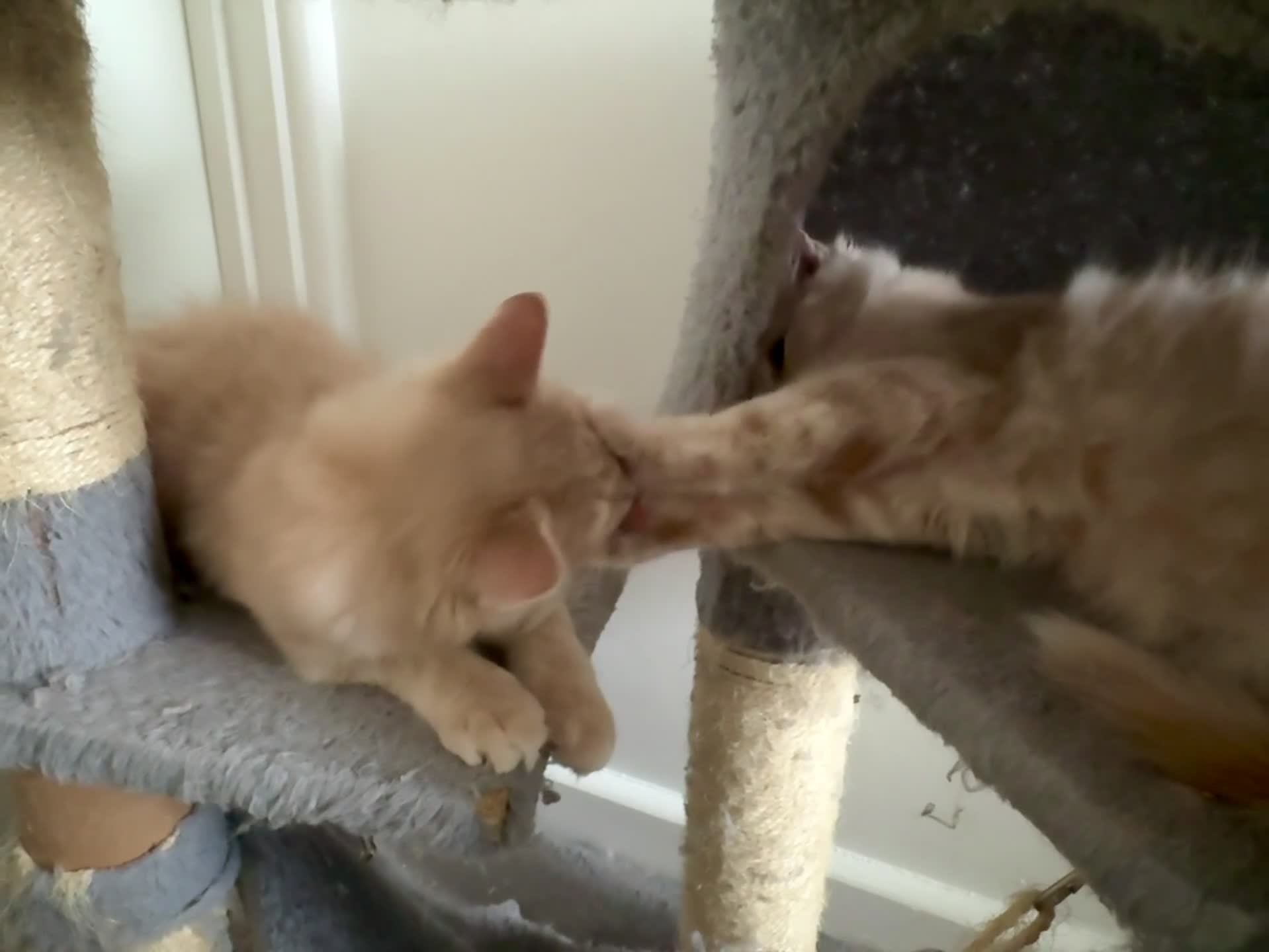 Persian cats for sale: Mink coloured Persian Mixed boys - Video 4