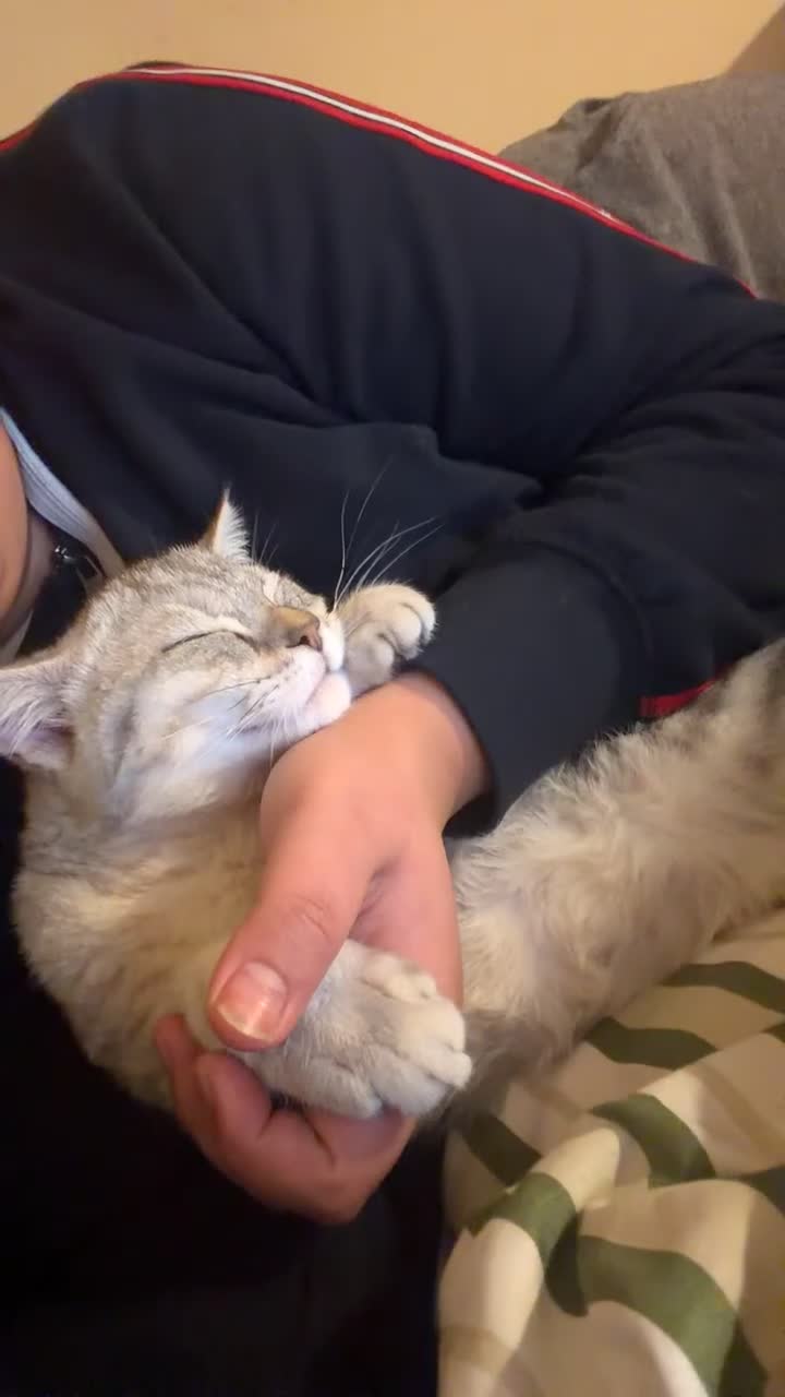 Persian cats for sale: Persian kitten for sale !! Loves cuddles  - Video 1