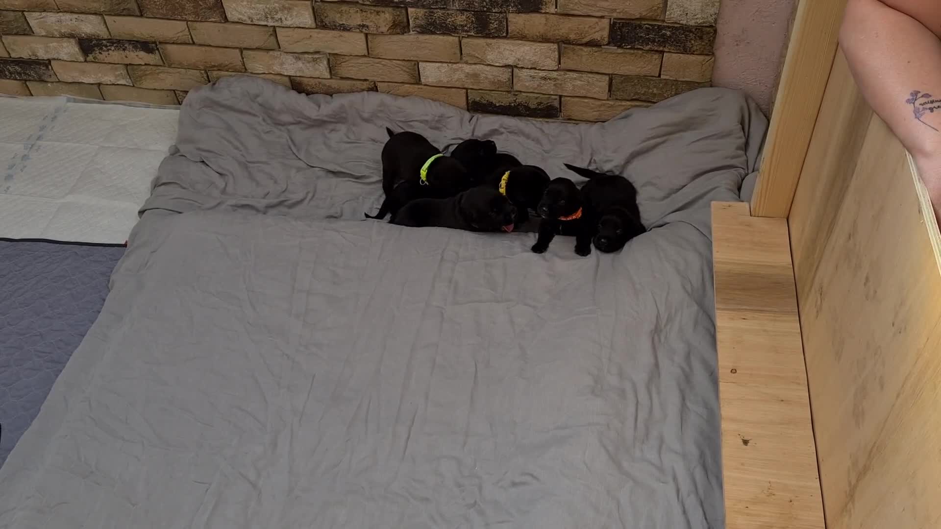 Borador dogs for sale: Male Borador Pups - Video 1