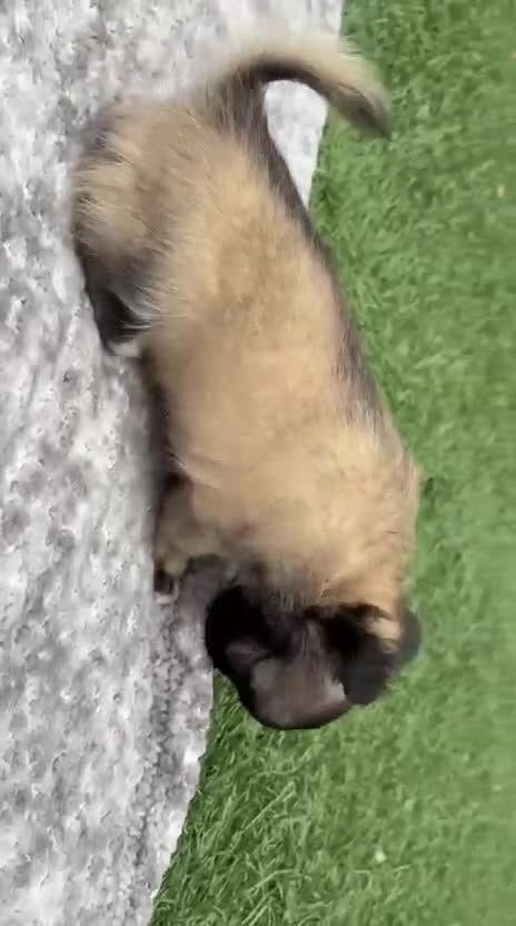 Chihuahua dogs for sale: Long haired chihuahua Only boy left. - Video 2