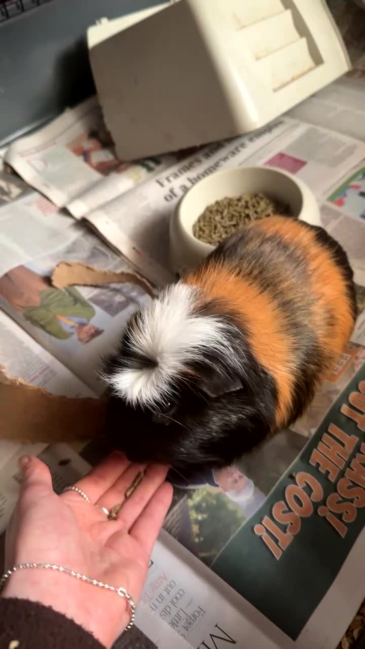Guinea Pig rodents for sale: Two male guinea pigs  - Video 2