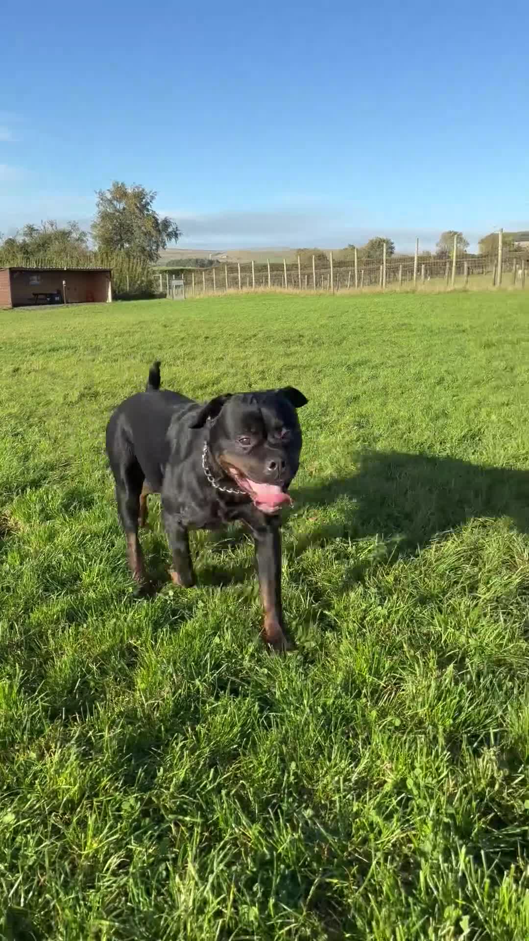 Rottweiler dogs for stud: For stud  in Bolton - Video 1