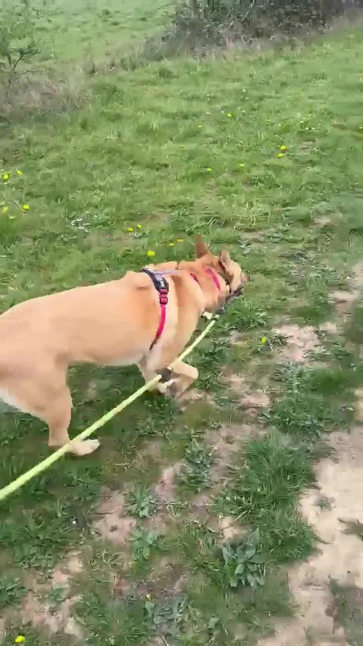 Mixed Breed dogs for adoption: Ella stunning lady  - Video 2