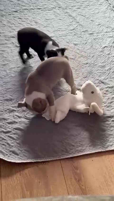 Boston Terrier dogs for sale: Adorable Boston Terrier Puppies – Kennel Club Reg - Video 4