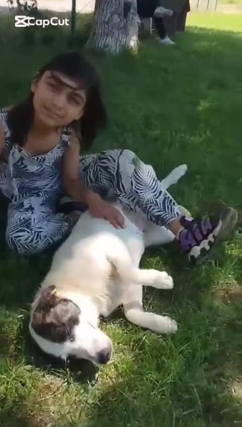 Mixed Breed dogs for adoption: Piper, 1.5 yrs approx. Available for adoption. - Video 5
