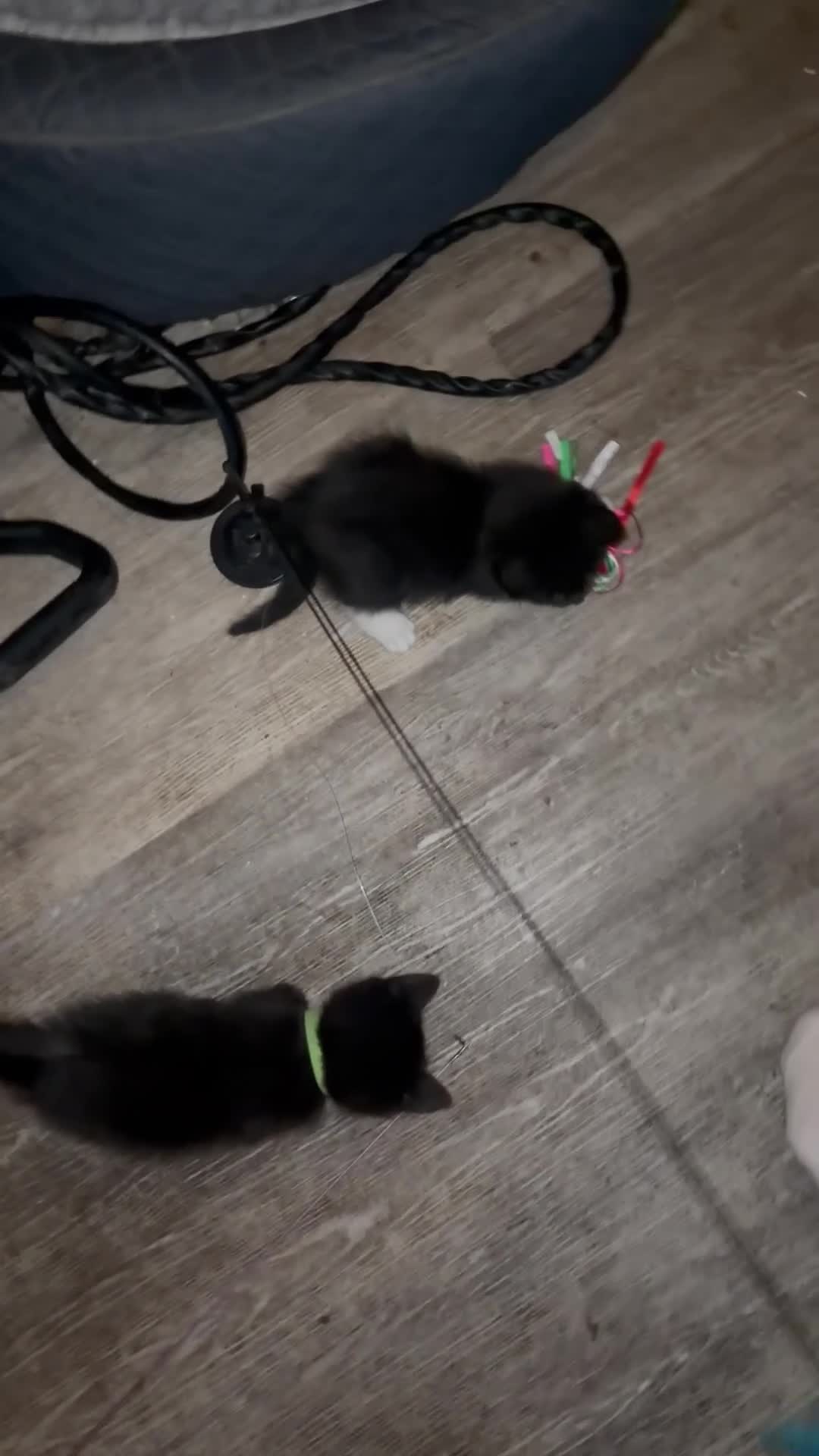 British Shorthair cats for sale: 7 fluffy kittens  - Video 2