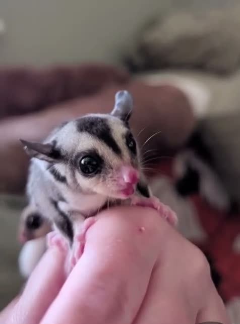 Sugar Glider rodents for sale: Two Sugar Glider babies with lineage - Video 2