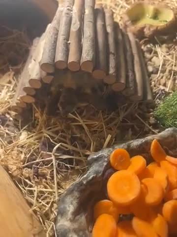 Tortoise reptiles for sale: Betty is a two year-tortoise - Video 1