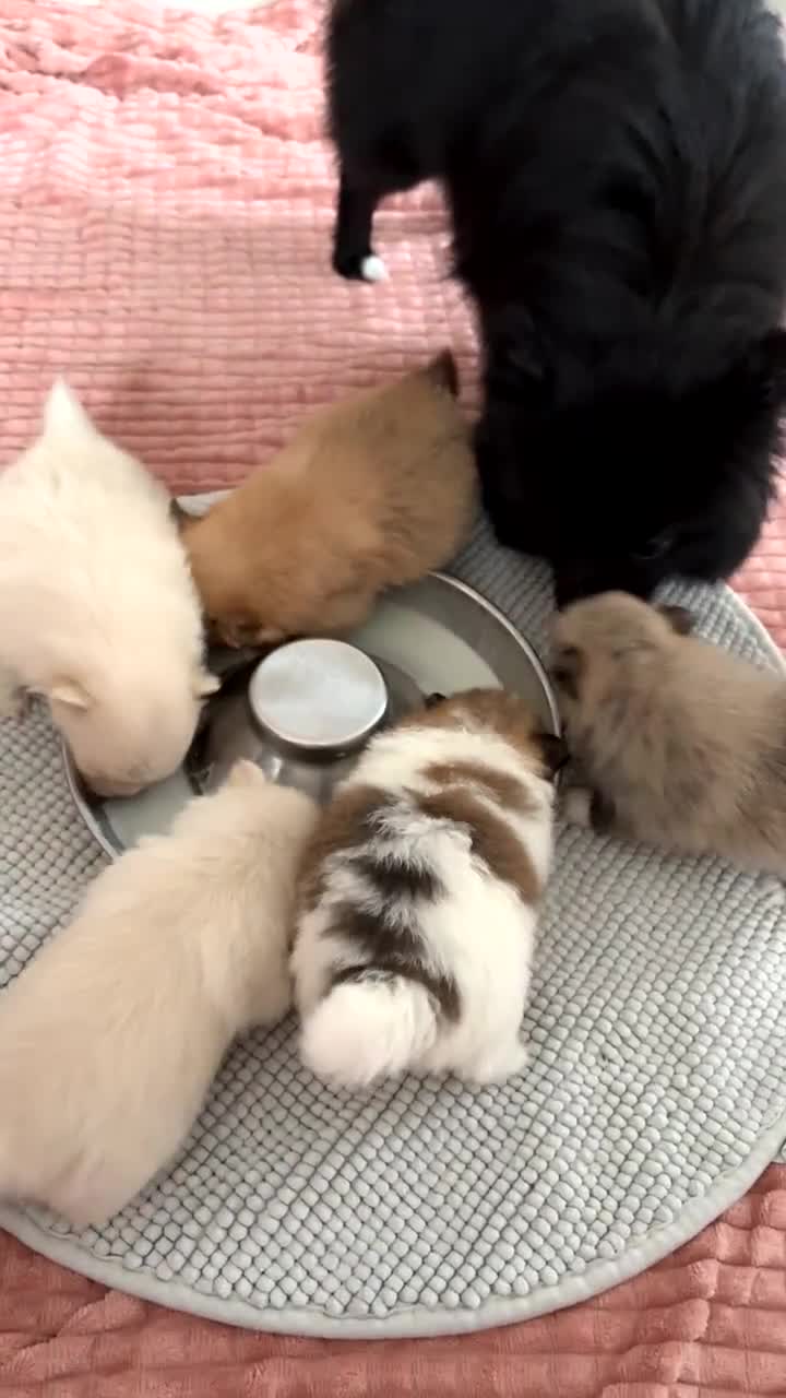 Pomeranian dogs for sale: Beautifu Litter- Russian/Chi Tien Pomeranian Pups - Video 2